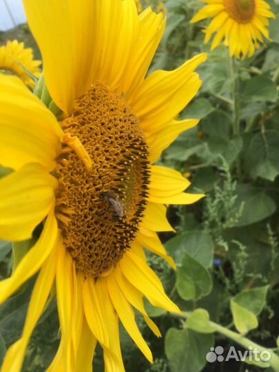 Мёд 2023 с личной пасеки