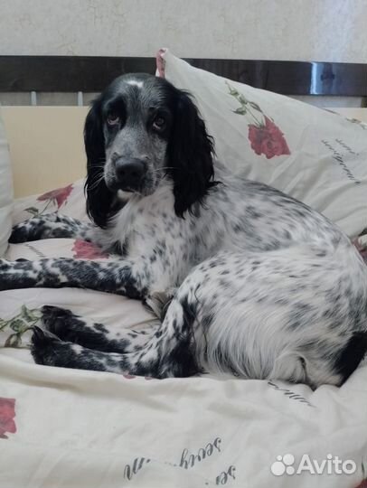 Вязка собак