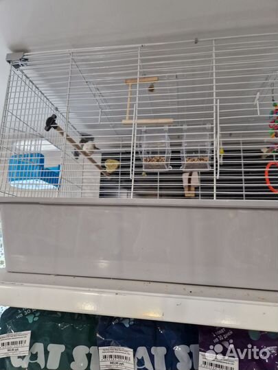 2 амадина с клеткой