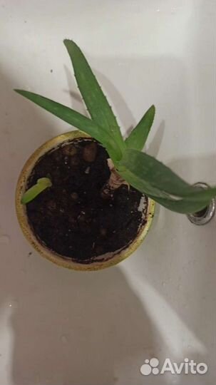 Комнатные цветы