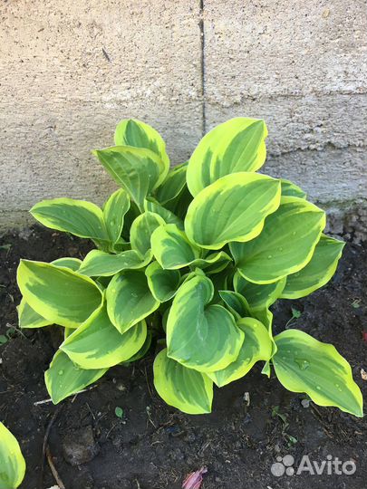 Хосты разных сортов, Борвинок