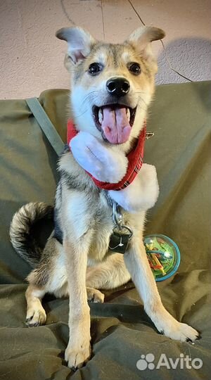 Белочка Лорна