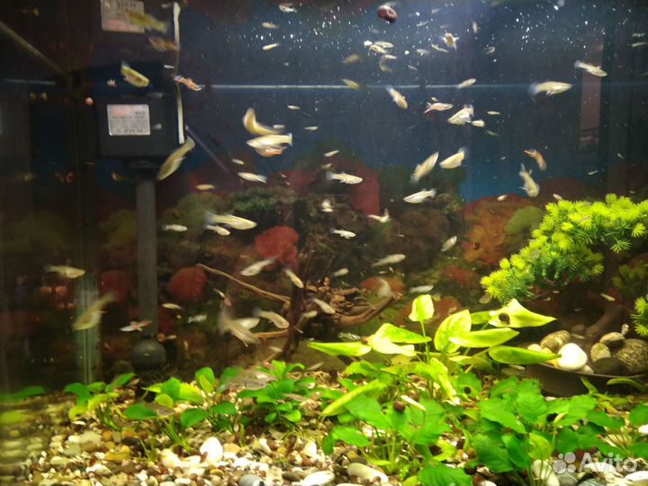 Рыбки гуппи эндлера