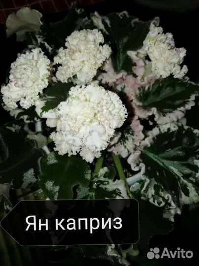 Продам свежесрезанные черенки фиалок