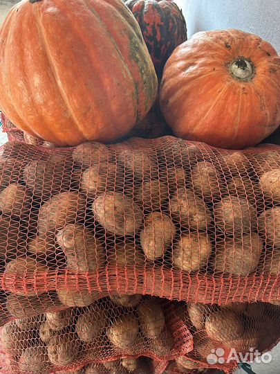 Продам картофель