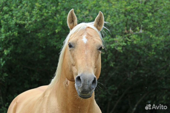 Жеребец Quattro Horse для осеменения