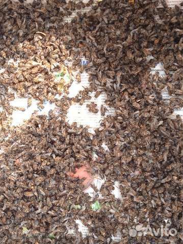 Пчёлы подмор