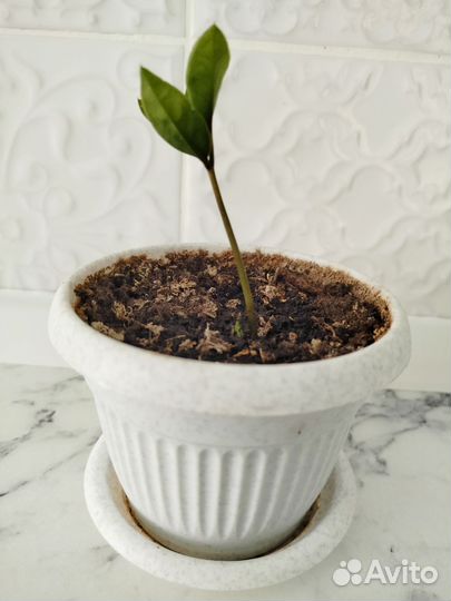 Замиокулькас / Долларовое дерево