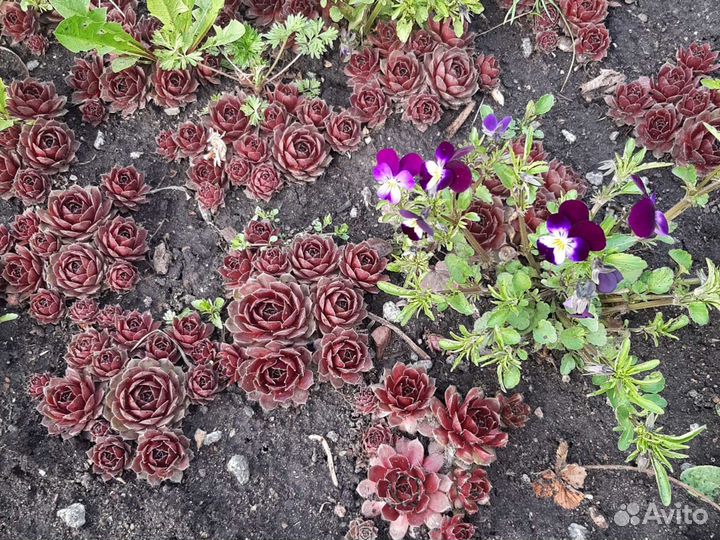 Молодило, каменная роза