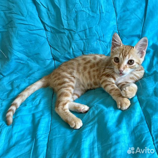 Рыжик в добрые руки