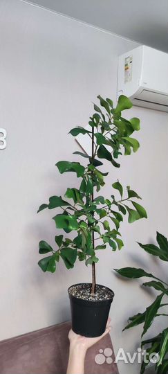 Фикус триангулярис