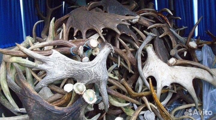 Рога лось олень