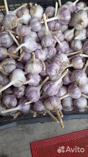 Продажа чеснока