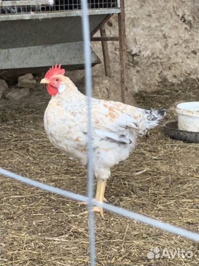 Молодые петушки