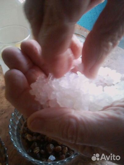 Рисовый гриб