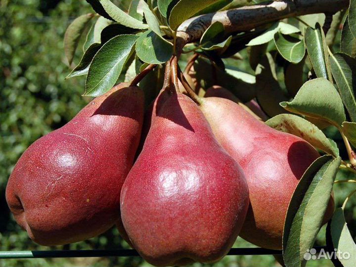 Черенки сортовых яблонь и груш для прививки