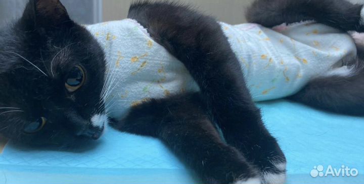 Кастрация и стерилизация животных на дому