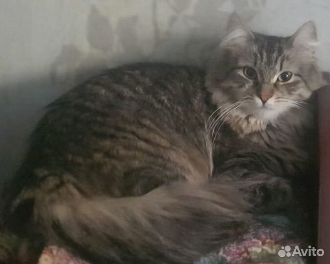 Пуша - сибирячка 1,5 года