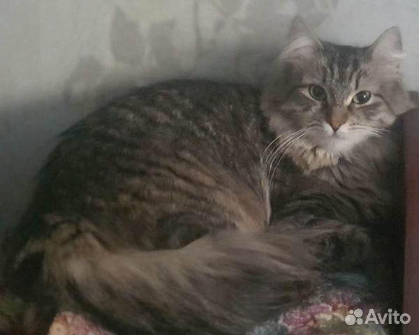 Пуша - сибирячка 1,5 года