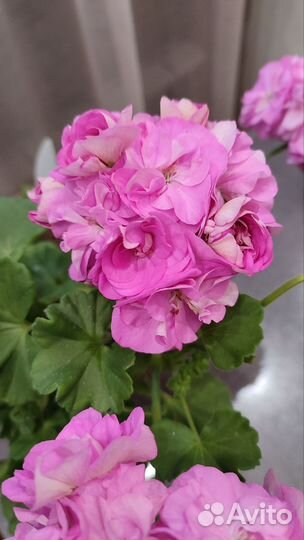 Пеларгония герань Ю-Дикая роза