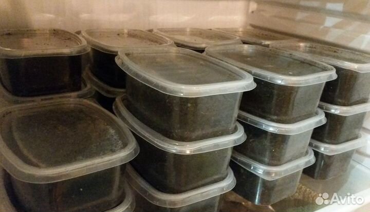 Черви для рыбалки, наживка