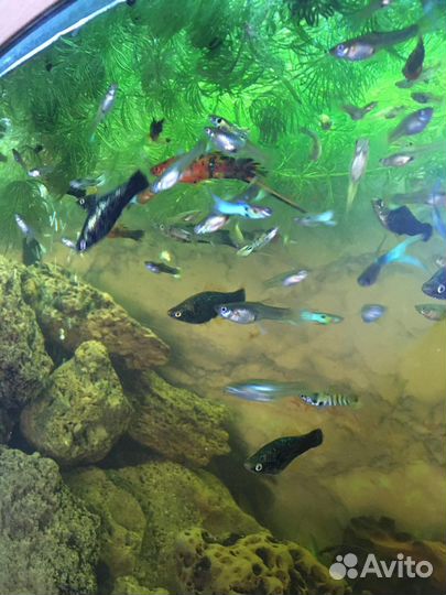 Аквариумные рыбки