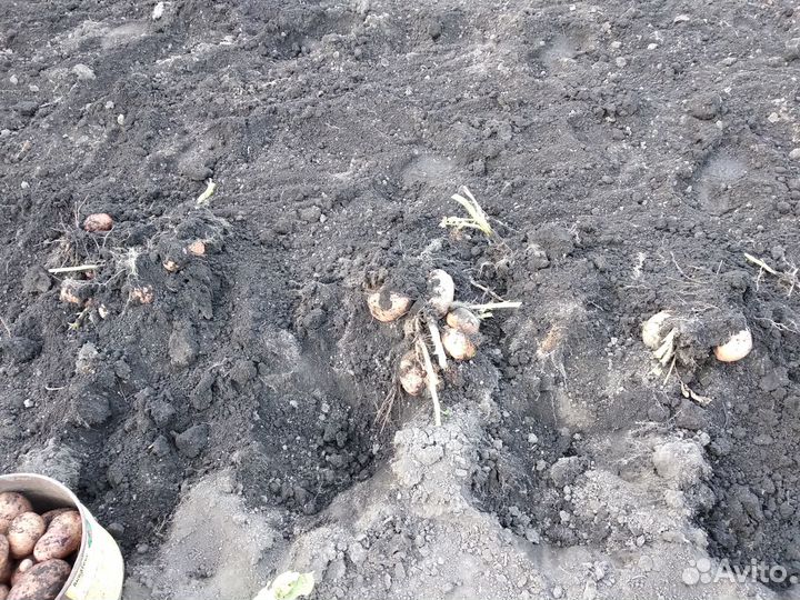 Картофель выращен на собственном участке до дождей