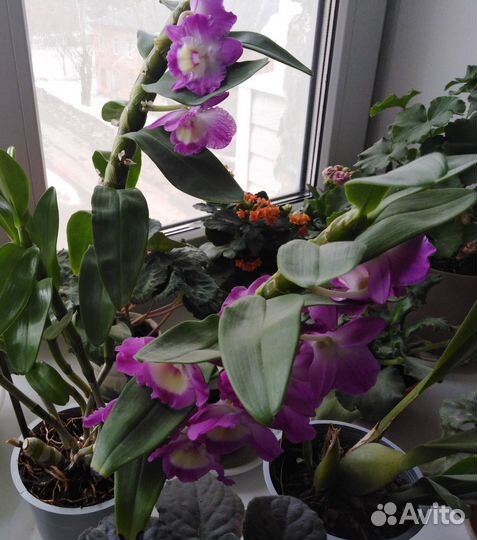 Орхидея дендробиум, ароматный