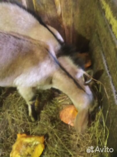 Козы и Козлы