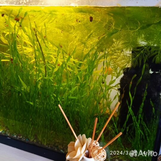 Водоросли для аквариума