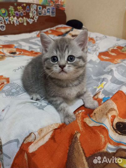 Шотландская