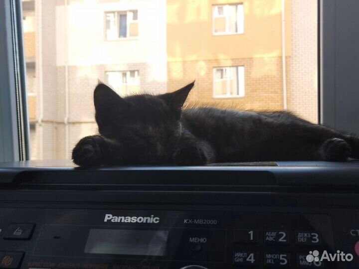 Кошка в дар