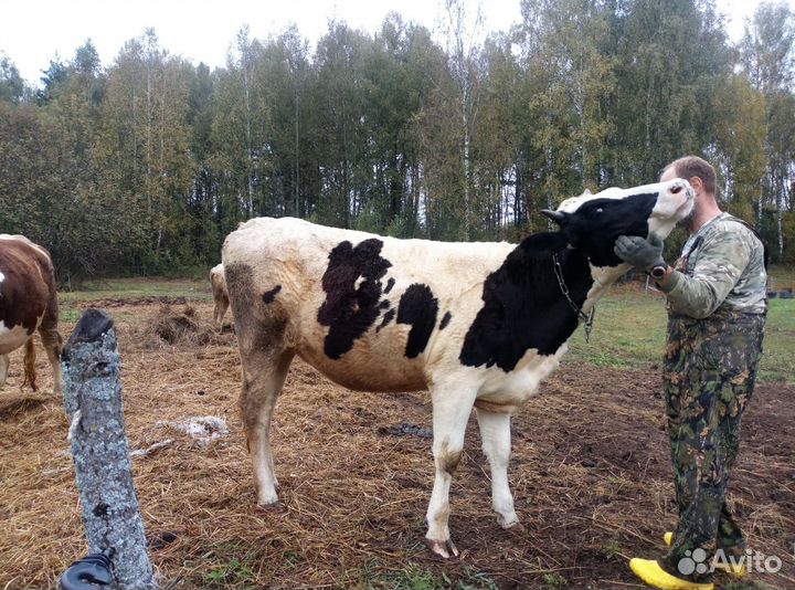 Телки коровы