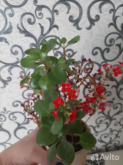 Каланхоэ цветущий