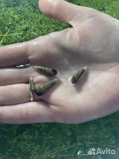 Аквариумные растения.Валиснерия, криптокарина