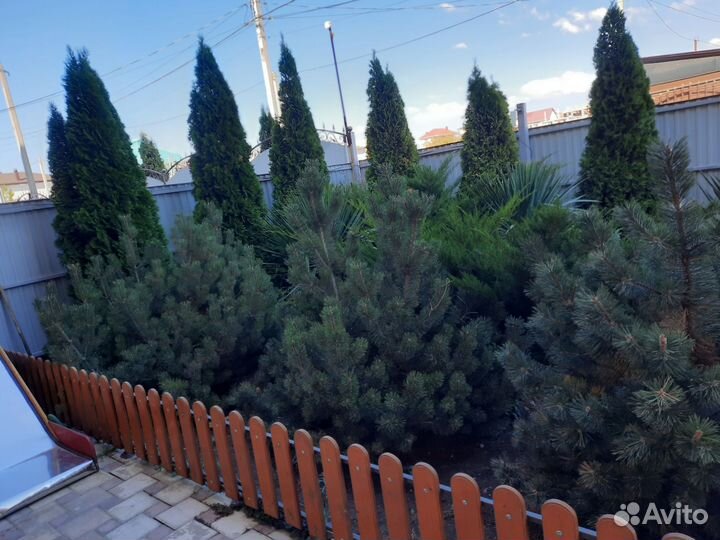 Растения для сада