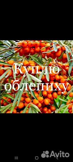 Облепиха на ветке