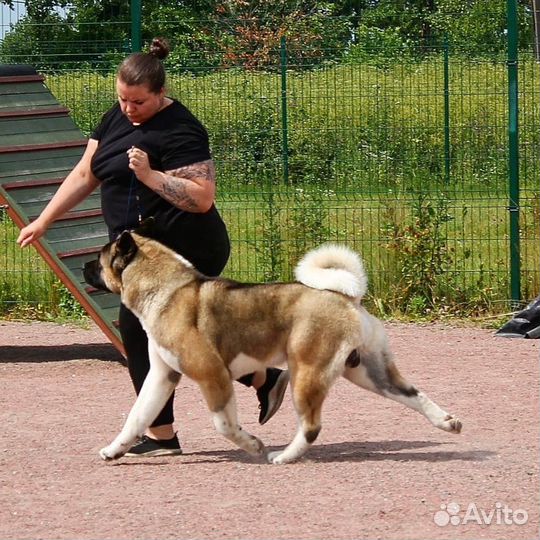 Вязка кобель