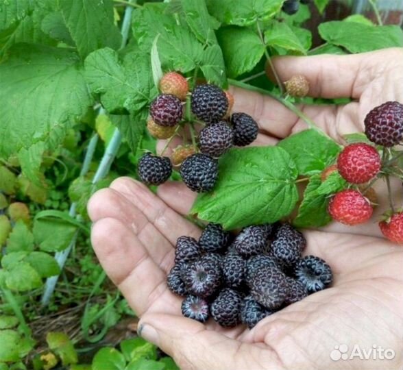 Саженцы малины Кумберленд