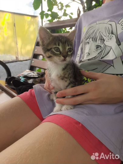 Кошки бесплатно