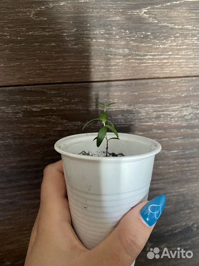 Мирт мелколистный