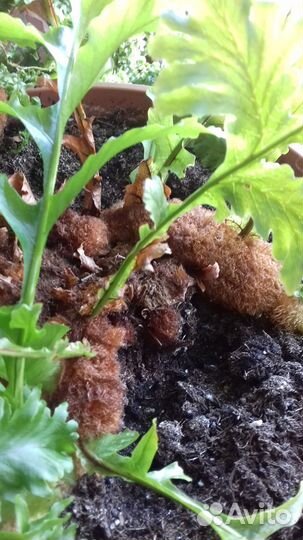 Папоротники коллекционные