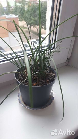 Зефирантес выскочка