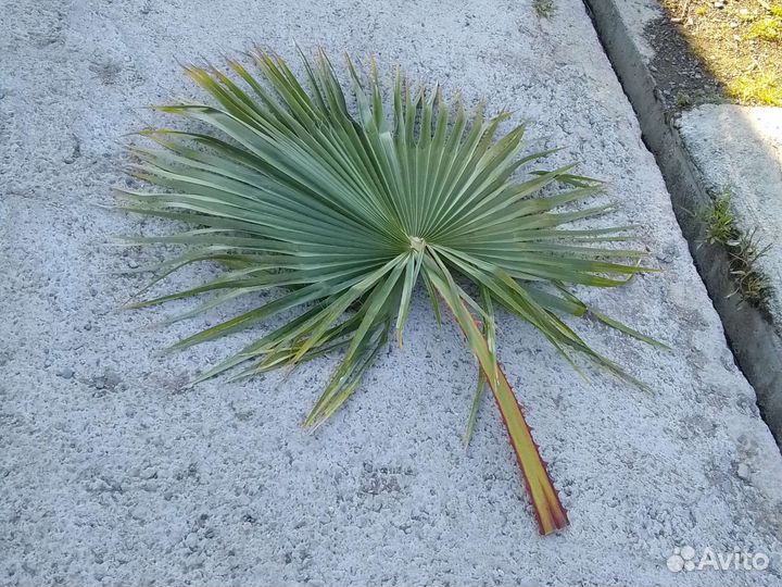 Ветки Веерной пальмы