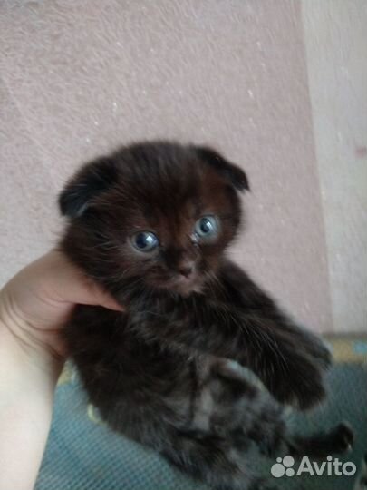 Британские котята