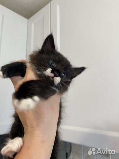 Сибирский котенок