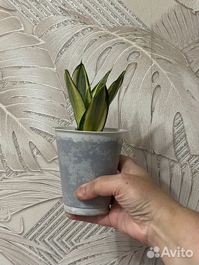 Сансевиерия муншайн, ханни