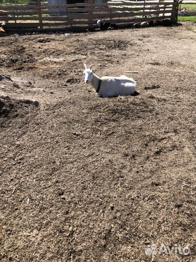 Козы и козлята