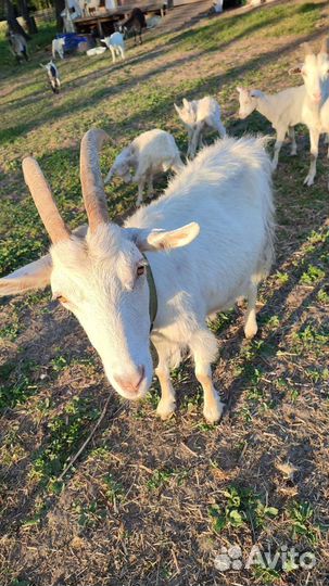 Овцы бараны козы