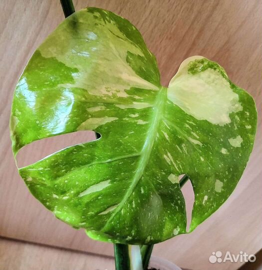 Монстера Thai Constellation